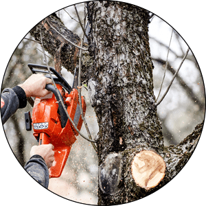 Milwaukee Tree Trimming Experts