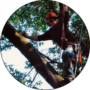 Delafield Tree Trimming Company