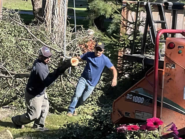 Tree Removal Services