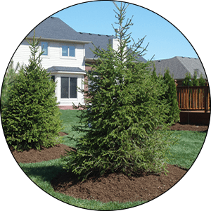 Menomonee Falls Tree Care and Trimming