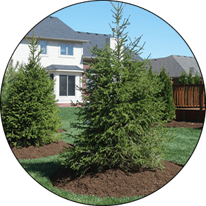 Mukwonago Tree Care and Trimming