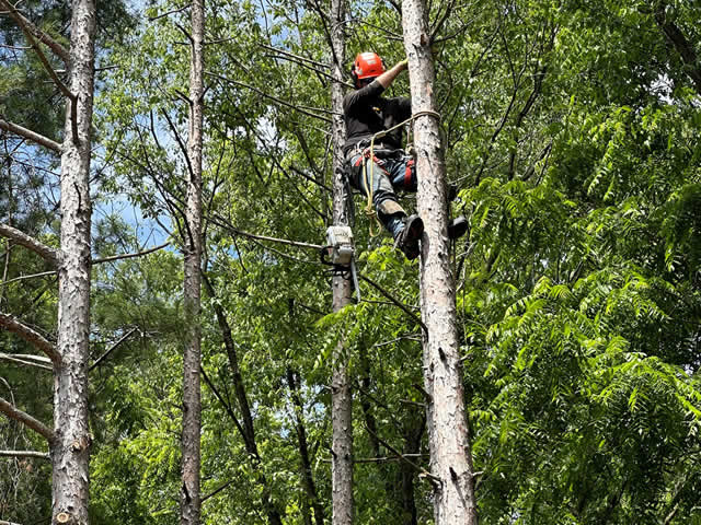 Tree Trimming Service