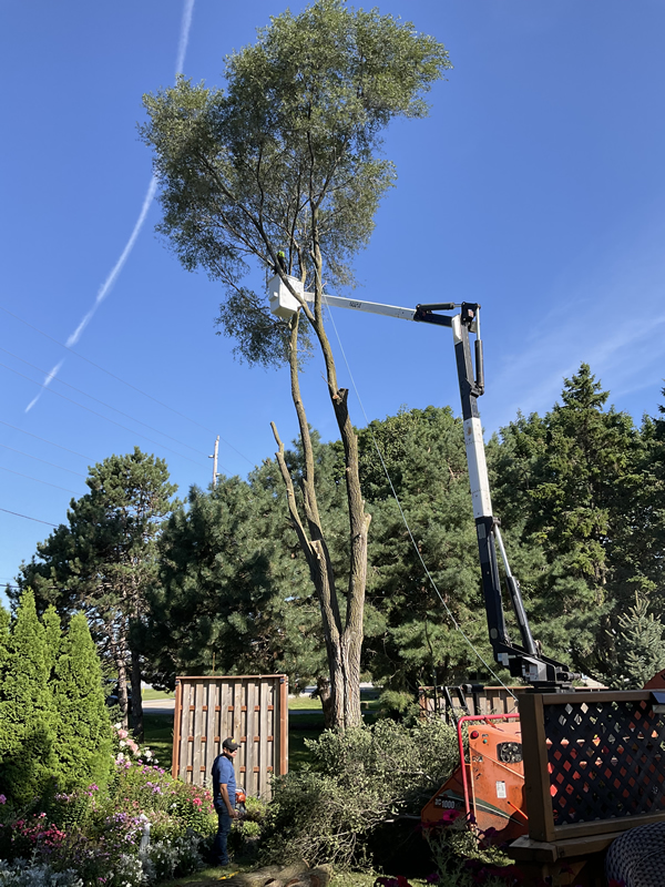 Tree Trimming Services in Waukesha